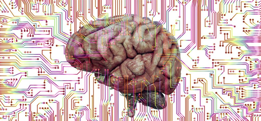 brain